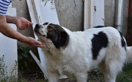 Mishka, außergewöhnlich herzliche Fellmädchen sucht ihr Traum-Zuhause!
