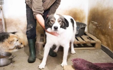 Mishka, außergewöhnlich herzliche Fellmädchen sucht ihr Traum-Zuhause!