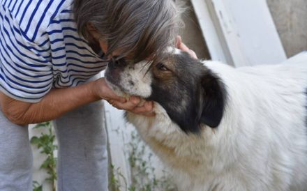 Mishka, außergewöhnlich herzliche Fellmädchen sucht ihr Traum-Zuhause!
