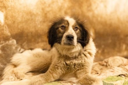 Mishka, außergewöhnlich herzliche Fellmädchen sucht ihr Traum-Zuhause!