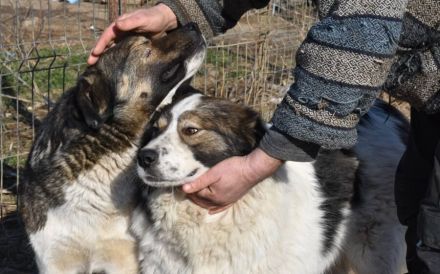 Mishka, außergewöhnlich herzliche Fellmädchen sucht ihr Traum-Zuhause!