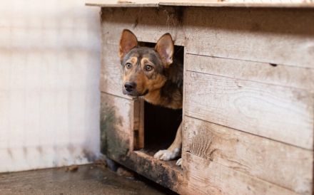 Biene, eine sensible Hündin in Schäferhundoptik