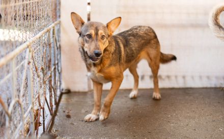 Biene, eine sensible Hündin in Schäferhundoptik