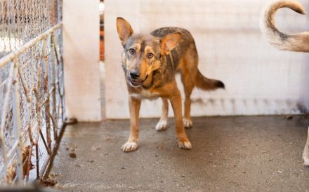 Biene, eine sensible Hündin in Schäferhundoptik