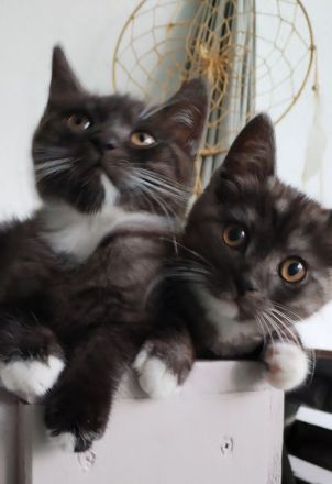 Wunderschöne Mix Kätzchen von BKH und EKH