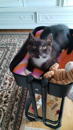 Wunderschöne Mix Kätzchen von BKH und EKH