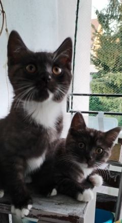 Wunderschöne Mix Kätzchen von BKH und EKH