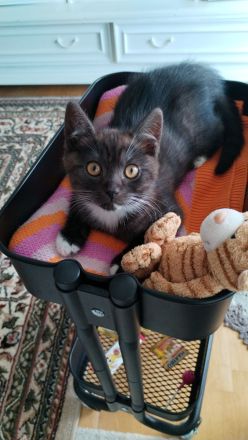 Wunderschöne Mix Kätzchen von BKH und EKH