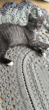 Wunderschöne Mix Kätzchen von BKH und EKH