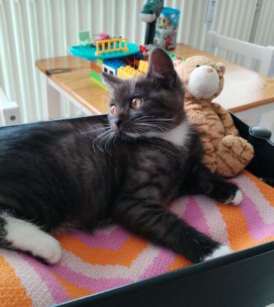 Wunderschöne Mix Kätzchen von BKH und EKH