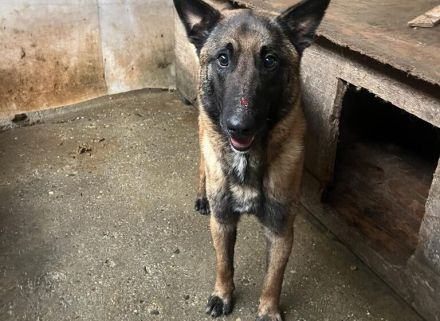 Malinois-Fans aufgepasst, hier kommt Maurice!