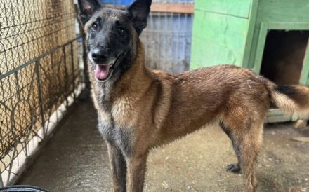 Malinois-Fans aufgepasst, hier kommt Maurice!