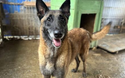 Malinois-Fans aufgepasst, hier kommt Maurice!