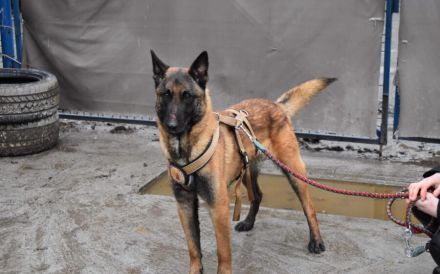 Malinois-Fans aufgepasst, hier kommt Maurice!