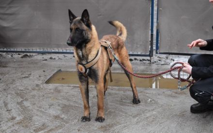 Malinois-Fans aufgepasst, hier kommt Maurice!