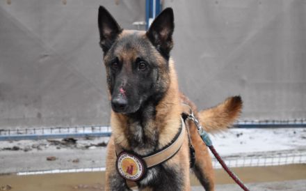 Malinois-Fans aufgepasst, hier kommt Maurice!