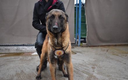 Malinois-Fans aufgepasst, hier kommt Maurice!