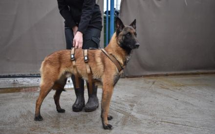 Malinois-Fans aufgepasst, hier kommt Maurice!