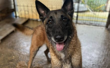 Malinois-Fans aufgepasst, hier kommt Maurice!