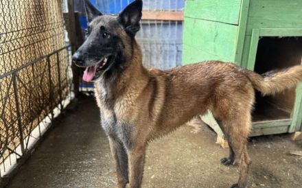 Malinois-Fans aufgepasst, hier kommt Maurice!