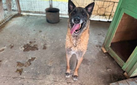 Malinois-Fans aufgepasst, hier kommt Maurice!
