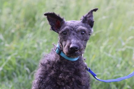 Bendeg, sehr freundlicher, ruhiger, lieb Puli-Mix Rüde, 40 cm, 4-jährig geschätzt, kastriert