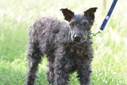 Bendeg, sehr freundlicher, ruhiger, lieb Puli-Mix Rüde, 40 cm, 4-jährig geschätzt, kastriert