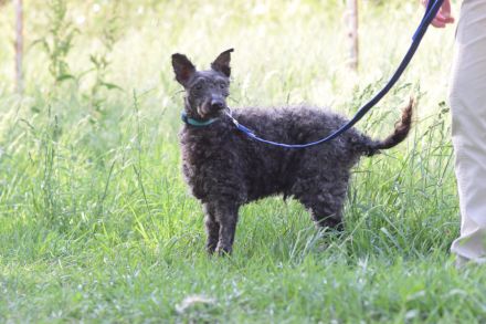 Bendeg, sehr freundlicher, ruhiger, lieb Puli-Mix Rüde, 40 cm, 4-jährig geschätzt, kastriert