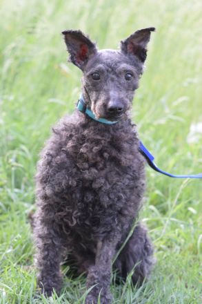 Bendeg, sehr freundlicher, ruhiger, lieb Puli-Mix Rüde, 40 cm, 4-jährig geschätzt, kastriert