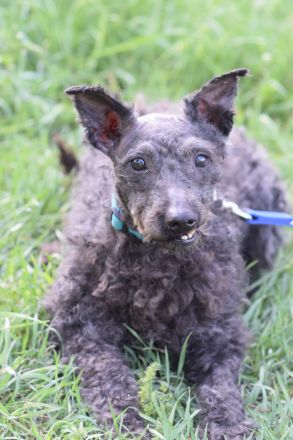 Bendeg, sehr freundlicher, ruhiger, lieb Puli-Mix Rüde, 40 cm, 4-jährig geschätzt, kastriert