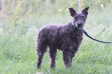 Bendeg, sehr freundlicher, ruhiger, lieb Puli-Mix Rüde, 40 cm, 4-jährig geschätzt, kastriert