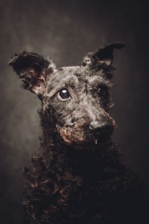 Bendeg, sehr freundlicher, ruhiger, lieb Puli-Mix Rüde, 40 cm, 4-jährig geschätzt, kastriert