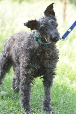 Bendeg, sehr freundlicher, ruhiger, lieb Puli-Mix Rüde, 40 cm, 4-jährig geschätzt, kastriert