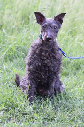 Bendeg, sehr freundlicher, ruhiger, lieb Puli-Mix Rüde, 40 cm, 4-jährig geschätzt, kastriert