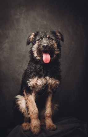 Salsa, große, immer fröhliche, anhängliche Gute-Laune-Hündin sucht schönes Zuhause