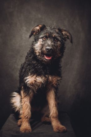 Salsa, große, immer fröhliche, anhängliche Gute-Laune-Hündin sucht schönes Zuhause