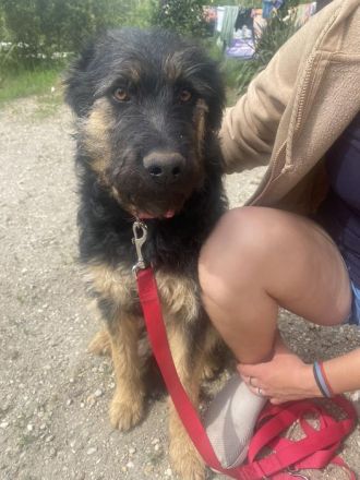 Salsa, große, immer fröhliche, anhängliche Gute-Laune-Hündin sucht schönes Zuhause