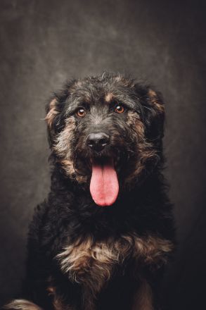 Salsa, große, immer fröhliche, anhängliche Gute-Laune-Hündin sucht schönes Zuhause