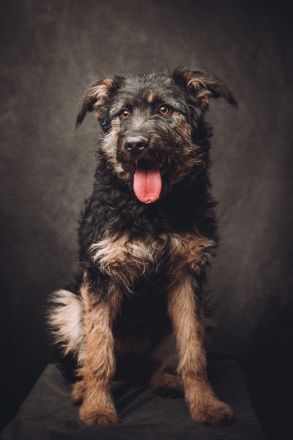 Salsa, große, immer fröhliche, anhängliche Gute-Laune-Hündin sucht schönes Zuhause