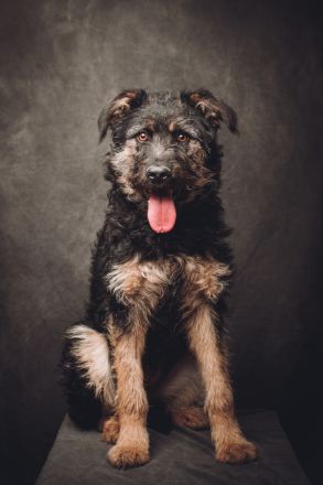 Salsa, große, immer fröhliche, anhängliche Gute-Laune-Hündin sucht schönes Zuhause