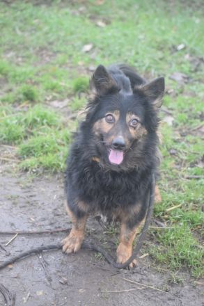 Stella, kleine, charakterstarke, anhängliche, agile Seniorin sucht schönes Zuhause