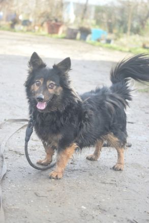 Stella, kleine, charakterstarke, anhängliche, agile Seniorin sucht schönes Zuhause