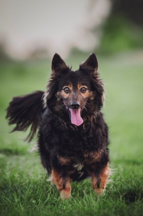 Stella, kleine, charakterstarke, anhängliche, agile Seniorin sucht schönes Zuhause