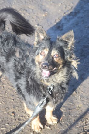 Stella, kleine, charakterstarke, anhängliche, agile Seniorin sucht schönes Zuhause