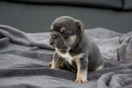 Französische Bulldogge Welpen