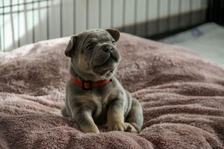 Französische Bulldogge Welpen