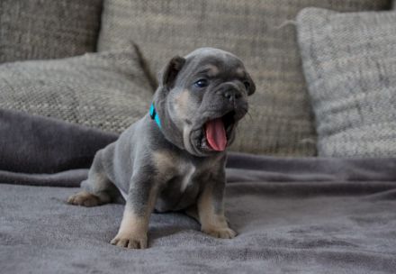 Französische Bulldogge Welpen