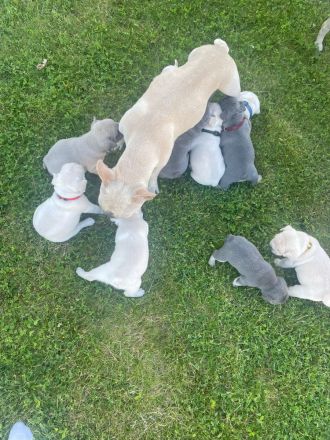 Französische Bulldogge Welpen