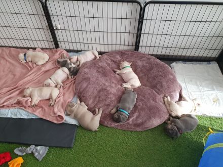 Französische Bulldogge Welpen