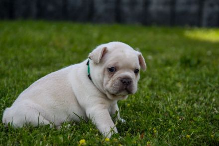 Französische Bulldogge Welpen